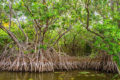 Mangrove à Douala