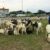 Des moutons à vendre à Douala pour la fête de la tabaski 2021. Photo: Moustapha Oumarou