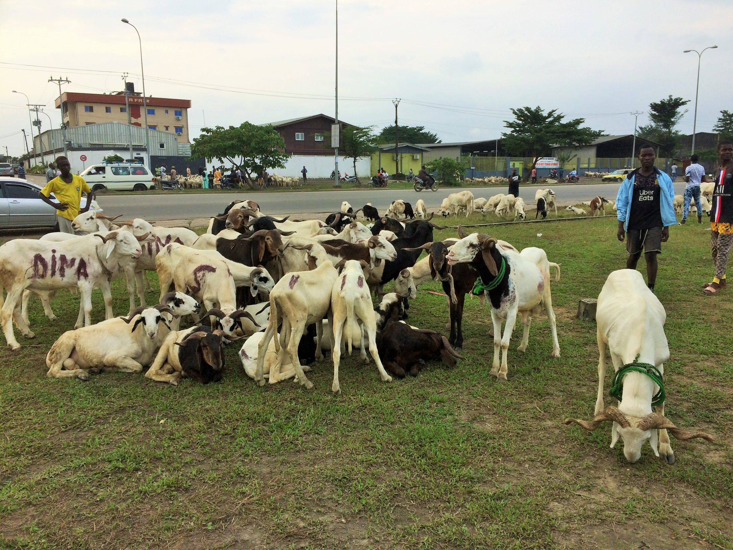 Des moutons à vendre à Douala pour la fête de la tabaski 2021. Photo: Moustapha Oumarou