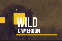 émission Wild Cameroon