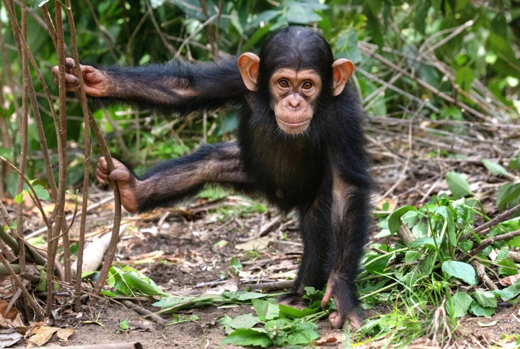 Présenté en octobre 2025 par l’Institut Jane Goodall, Beau fait partie des jeunes chimpanzés sauvés du trafic illégal d’espèces en République du Congo. Acheté à un braconnier puis confisqué à Madingou par les autorités locales et l’ONG PALF, il a été recueilli au sanctuaire de Tchimpounga où il reçoit des soins spécialisés pour sa réhabilitation. Crédit photo :Institut Jane Goodall
