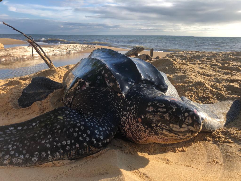 image:La tortue luth -(Dermochelys coriacea ) est la plus grande espèce de tortue marine, se distinguant par sa carapace de cuir sans écailles et son absence de griffes. Elle fréquente des eaux froides à tempérées et pond environ tous les 4 à 7 ans. La tortue Luth est classée vulnérable par l'UICN ,  menacée par le braconnage et la pollution. Le Gabon et le Congo abritent les sites de ponte côtiers qui accueillent le plus grand nombre de tortues luth dans le Bassin du Congo. 